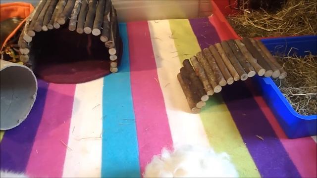 The Theory Behind Taming Guinea Pigs! смотреть онлайн