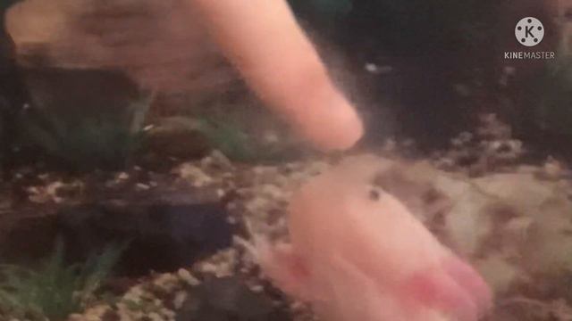 Как кусает аксолотль смотреть онлайн