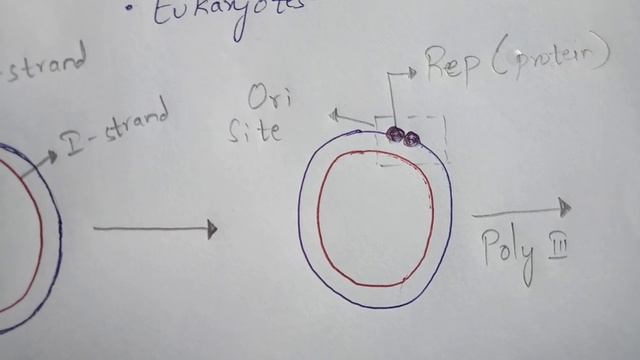 ROLLING CIRCULAR REPLICATION || DNA REPLICATION || BY PHANINDRA GUPTA смотреть онлайн