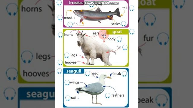 Excel 5. Module 7. Parts of animals смотреть онлайн