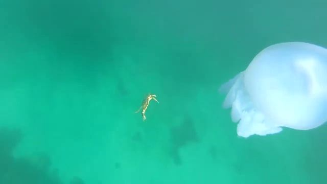 Мой СТРАШНЫЙ сон  Мистер Крабс Купания в море  Медузы не игрушки! Ребёнок как бэби бон