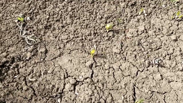 Мыши погрызли кору яблони, что делать? смотреть онлайн