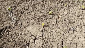 Мыши погрызли кору яблони, что делать?