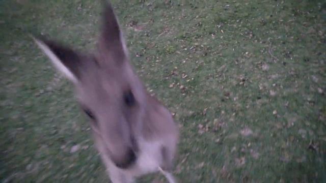 Kangaroo up close, feeding and petting a wild kangaroo! смотреть онлайн