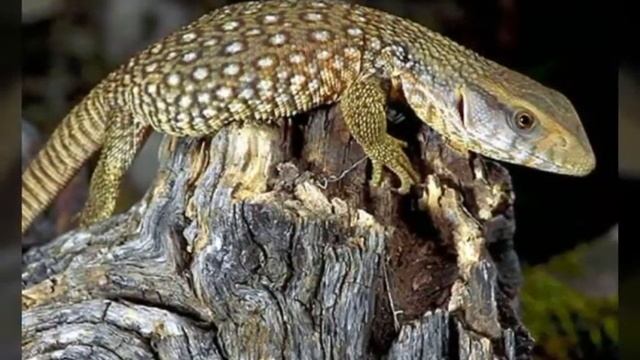 капский варан краткий рассказ！！！ смотреть онлайн