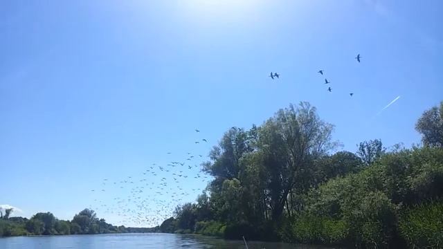 Природный феномен. Массовое купание черных бакланов смотреть онлайн