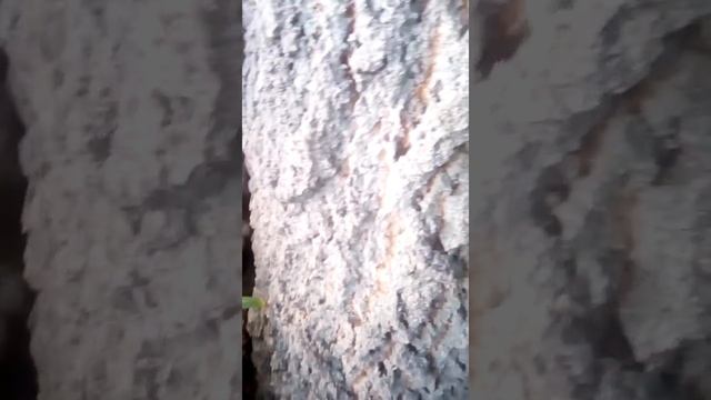 Муравей Древоточец Пахучий(после роя) смотреть онлайн