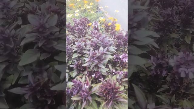 Базилик "Глобус" посейте такую красоту и не пожалеете 👍 смотреть онлайн