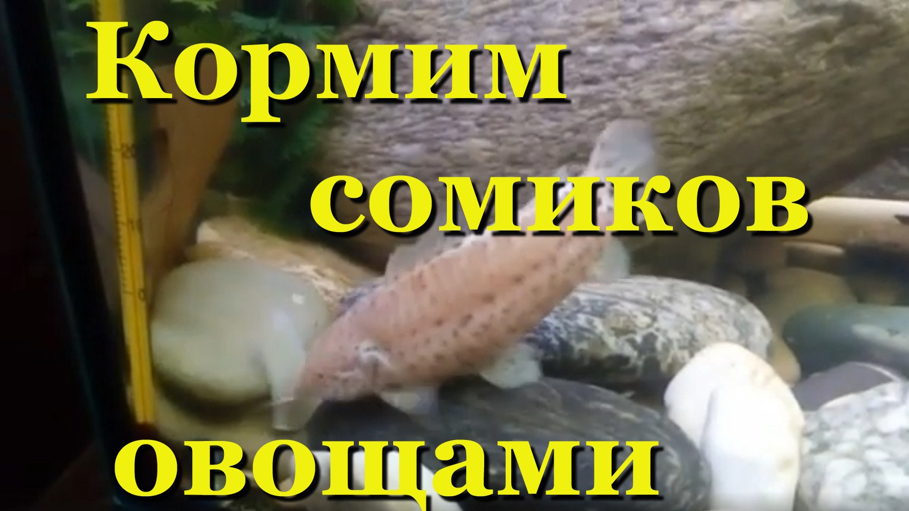 Кормим сомиков патиссоном и тыквой смотреть онлайн