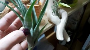 Тилландсии. Уход за тилландсиями. Тилландсия атмосферная. Эпифиты в Вашем доме.