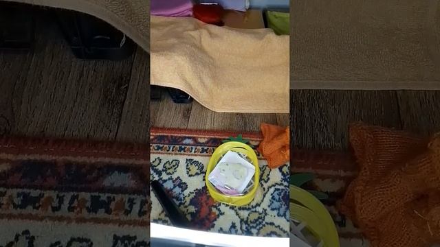 ВЛОГ - собираемся в осенний лагерь !! #уточки #влог