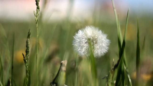 Рязань 2014 природа смотреть онлайн