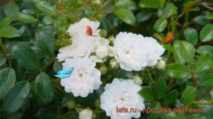 Роза почвопокровная Вайт Фэйри (rose white fairy) ? обзор: как сажать, саженцы розы Вайт Фэйри