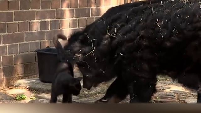 They Let a Dog in a Lion's Cage. What Happened Then Shocked Everyone смотреть онлайн