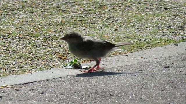 Мир птиц. Хитрый воробей. Летим туда! Птицы Москвы смотреть онлайн