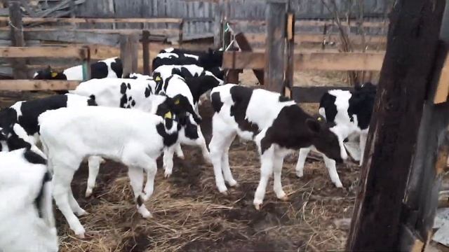 бычки холмогоры от 1 месяца продажа 89021269981.вацап вайбер смотреть онлайн