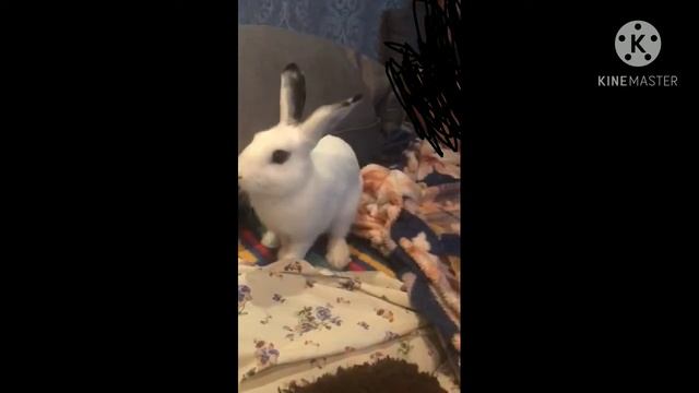 Кролик VS Одеяло смотреть онлайн