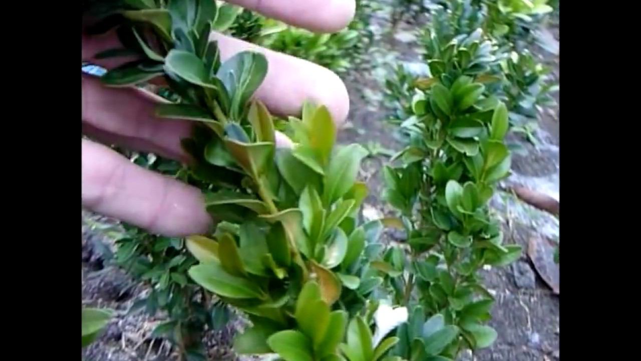 Самшит - вечнозеленые декоративные кустарники в саду смотреть онлайн