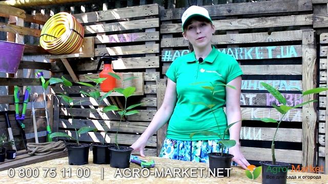Лимон Киевский Крупноплодный | Agro-market.net смотреть онлайн