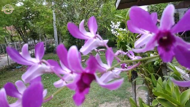 Purple Dendrobium Orchid flower смотреть онлайн