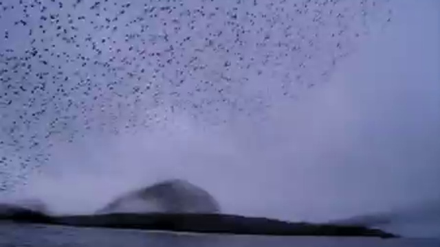 Птицы пытались обгадить девушек