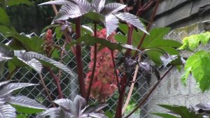 Клещевина (Касторка)