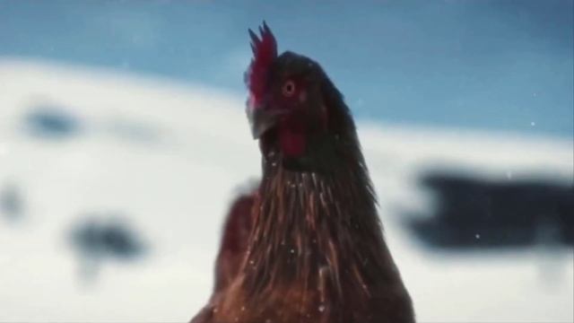 Chicken Song And Rooster Dance - Chicken Dance 2 ? ?
