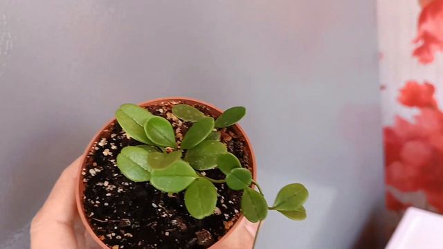 Самые мелколистные хойи. ( Hoya Curtisii, Serpens, Uniflora, Mamasa, Chinghungensis. смотреть онлайн