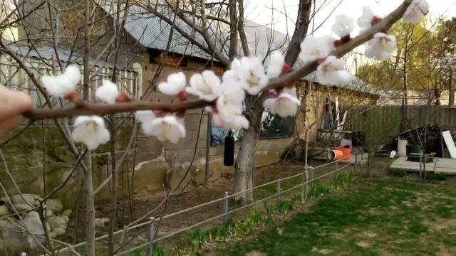 Обрезка старого абрикоса. Спустя 2,5 года. Краткий обзор смотреть онлайн