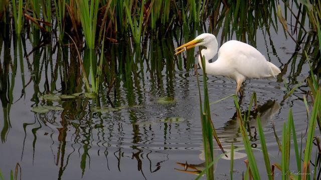 Большая белая цапля НА РЫБАЛКЕ смотреть онлайн