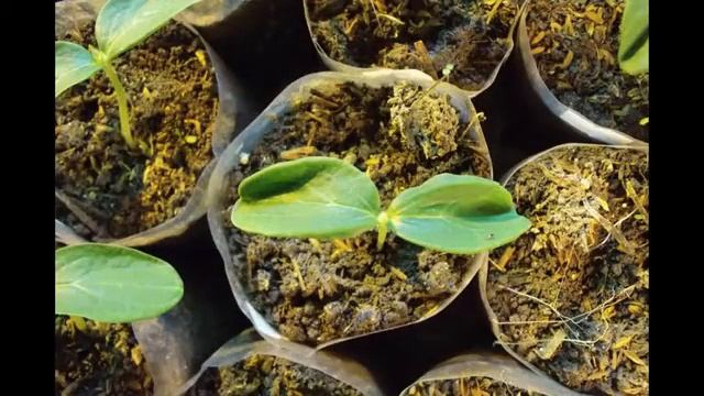 посев семян агератума смотреть онлайн