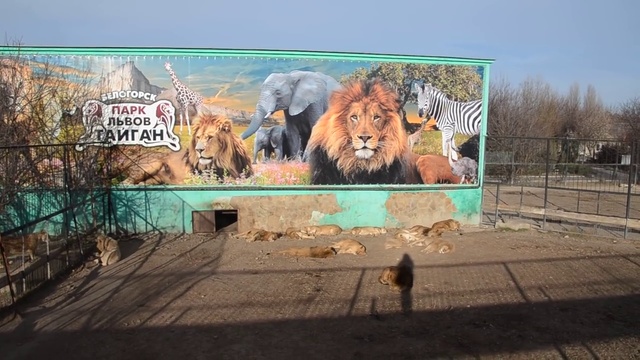 Львиный тихий час ! смотреть онлайн