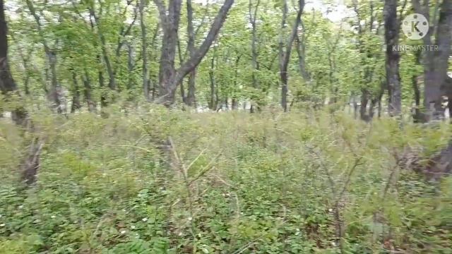 КРАСИВЫЙ ЛЕС ПРИМОРЬЕ 2021.ПРИМОРСКИЙ КРАЙНИ ЧИРОЙЛИ УРМОНИ смотреть онлайн