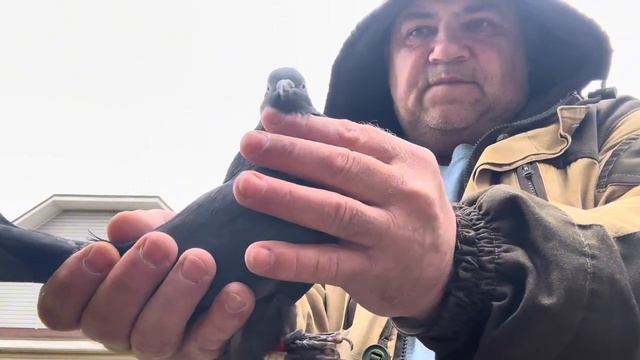 Отвечаю на вопросы , голуби после линьки,,,, смотреть онлайн