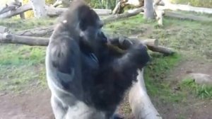 Обезьяна жрет свои какахи