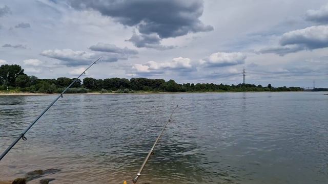 Огромная щука атакует приманку рыбака. Щука на реке Рейн. Рыбалка в Германии на реке Рейн. смотреть онлайн