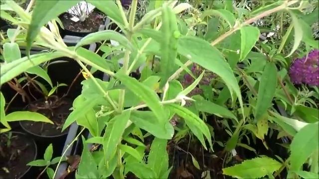 Дача. Во Флос за растениями.Покупки. Кексы. Новая рубрика.Сад Марины Лобановой ч. 2 смотреть онлайн