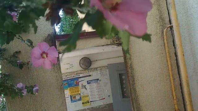 Гибискус - красоты Сочи. смотреть онлайн