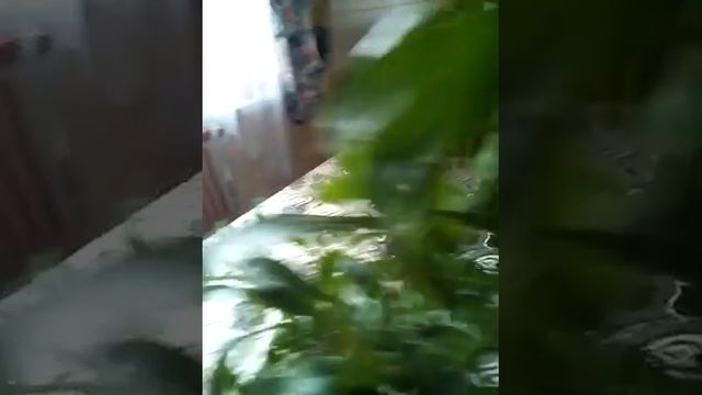 Непентес.большой. смотреть онлайн