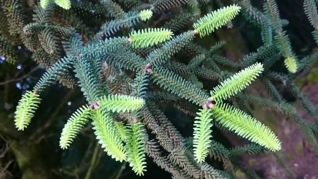 The cool leaves of Spanish Fir (Abies pinsapo) смотреть онлайн
