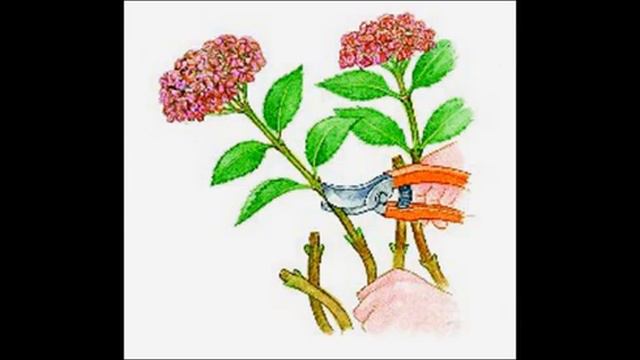 Обрезка гортензии - вот почему это лучше делать весной смотреть онлайн