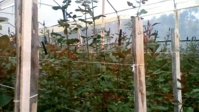 Плантация с трипсом в Эквадоре смотреть онлайн