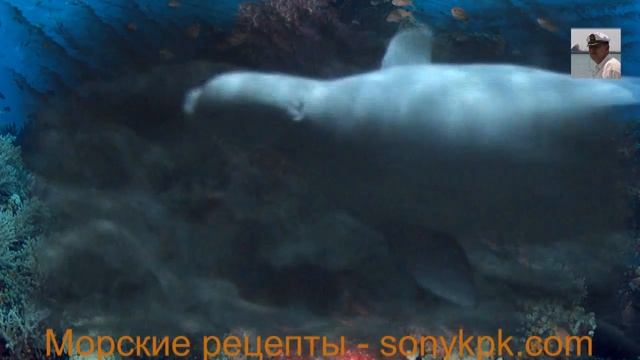 Поцелуй незнакомца видео. Ребенок целуется поцелуй незнакомца дельфина смотреть онлайн