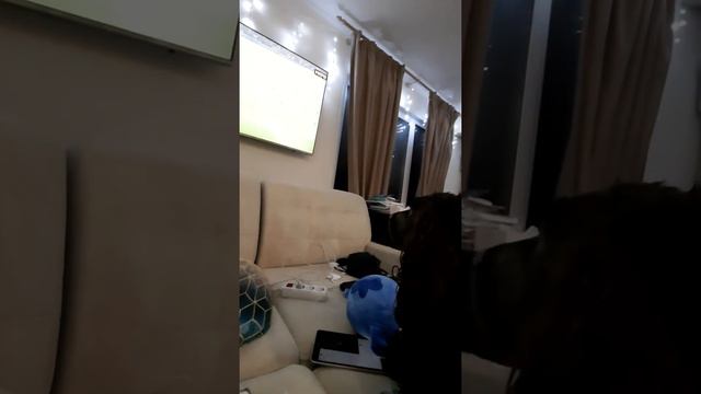 Собака смотрит футбол 🐶🐕⚽️ 📺 #собака #собаки #футбол #animals #dog #dogs #doglover