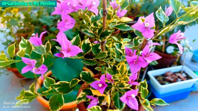 Blue Berry Ice 💜🩵💜 #beautiful #bougainvillea #4k_video #@@ss 💐💐