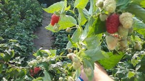 Аврора . Плодоношение ремонтантной малины Аврора.