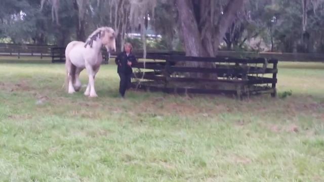 Gunther plays draft horse agility tag. смотреть онлайн
