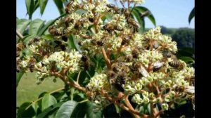 Эводия Даниэля / Тетрадиум Даниэля / Tetradium daniellii / медовое дерево