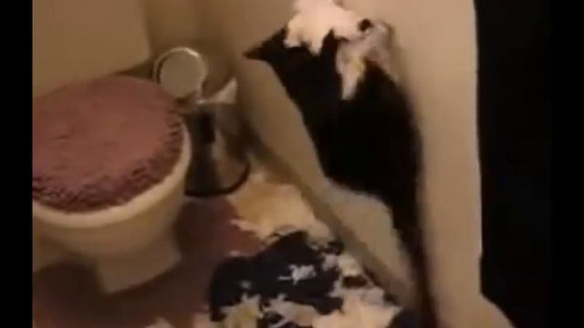 Шоу дракона выпуск 1 смотреть онлайн