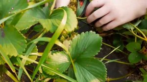 Аргентера — сорт клубники который удивляет. Описание сорта клубники Аргентера.